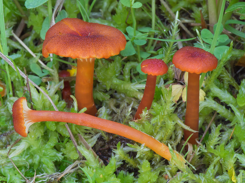 Hygrocybe coccineocrenata